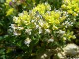 Alyssum umbellatum