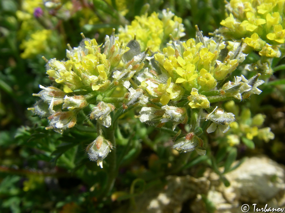 Изображение особи Alyssum umbellatum.