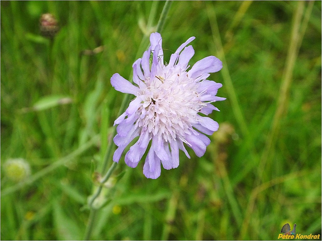 Image of Knautia arvensis specimen.