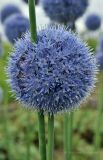 Allium caeruleum