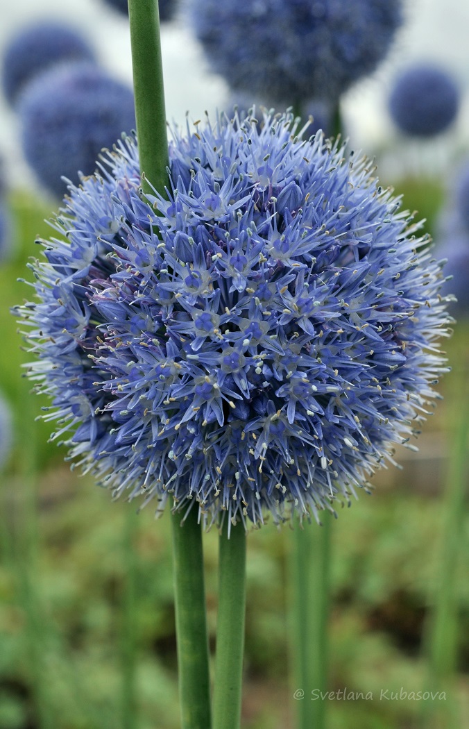 Image of Allium caeruleum specimen.