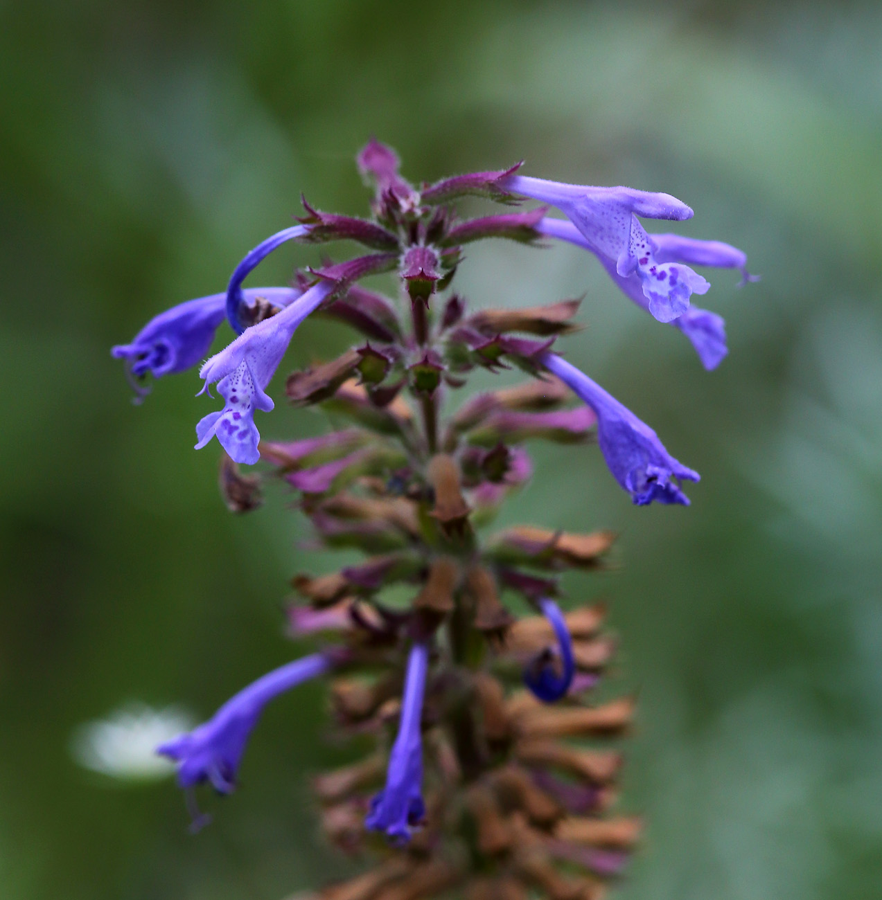 Изображение особи Dracocephalum nutans.