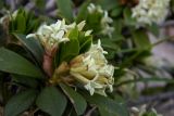 Daphne glomerata. Верхушка побега с соцветием. Республика Адыгея, Майкопский р-н, Кавказский биосферный заповедник, северо-восточный склон горы Фишт, дерновинка на валуне, выс. ок. 2150 м н.у.м. 16.07.2017.