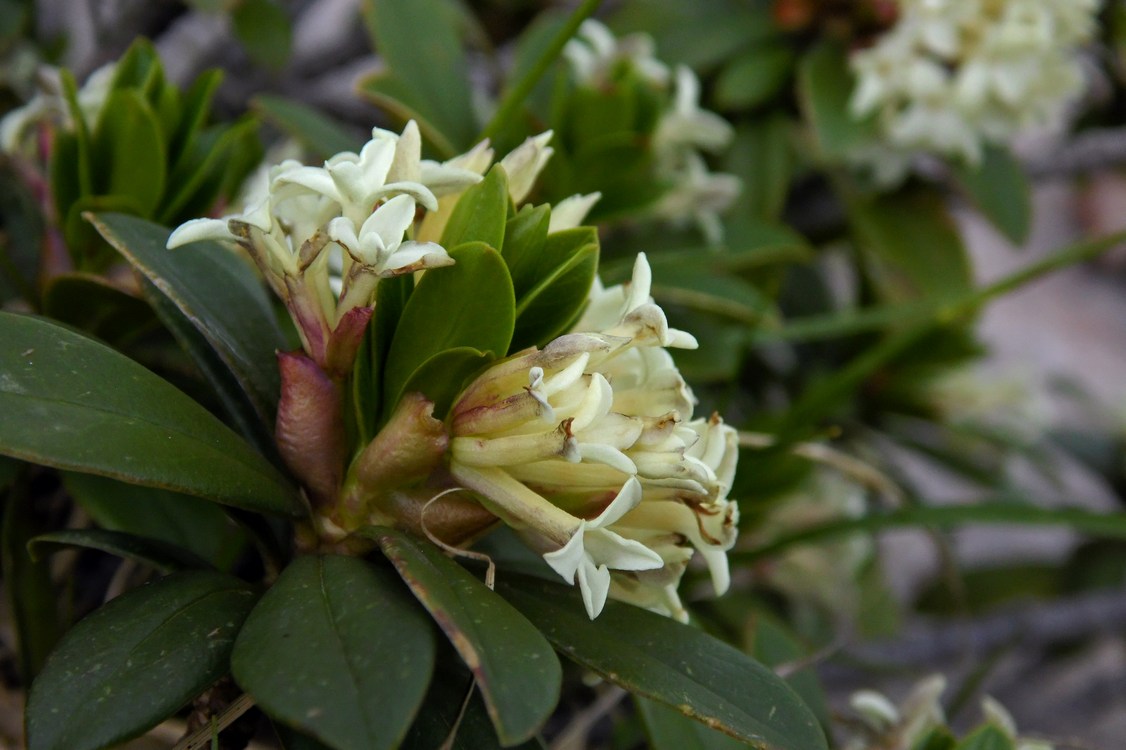 Image of Daphne glomerata specimen.