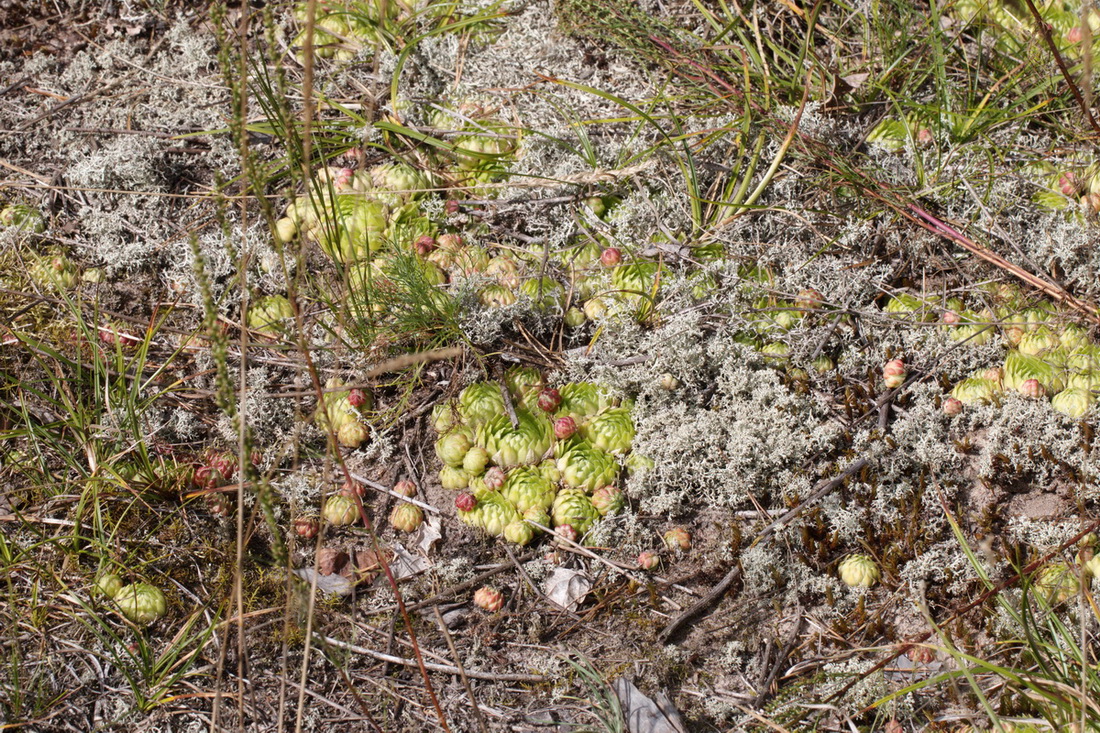 Image of Jovibarba globifera specimen.