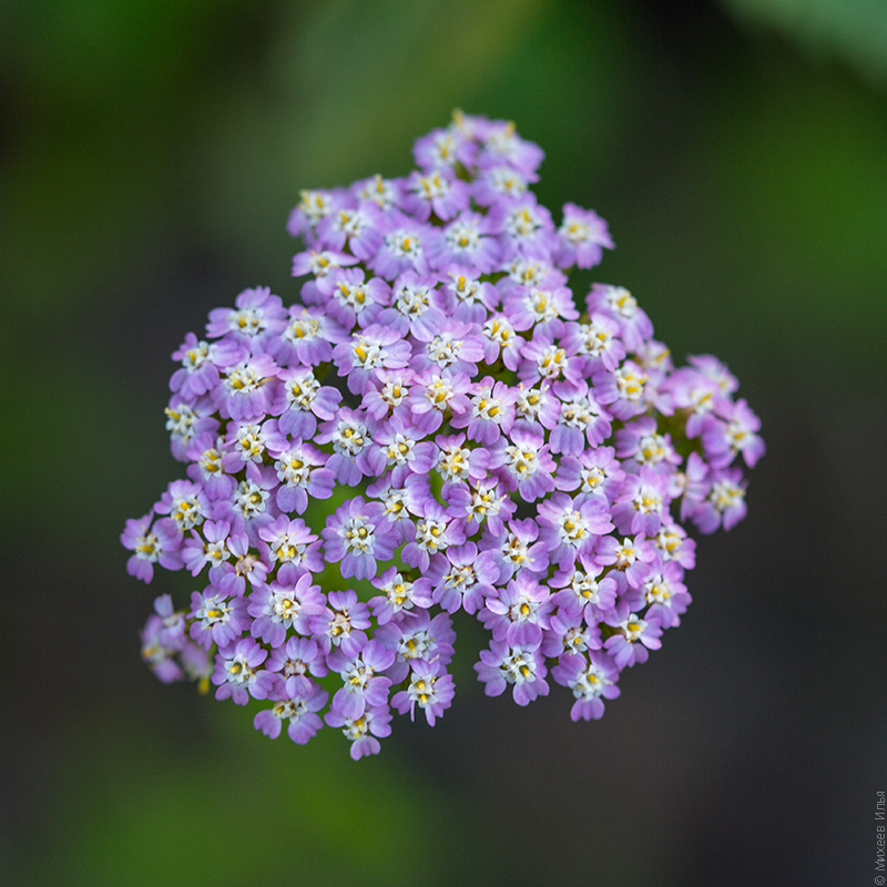 Изображение особи Achillea millefolium.