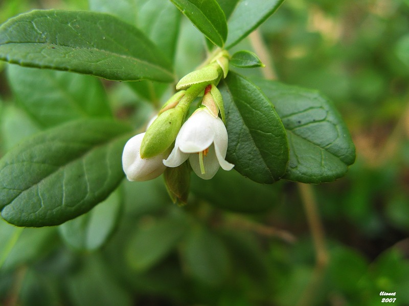 Image of Vaccinium vitis-idaea specimen.