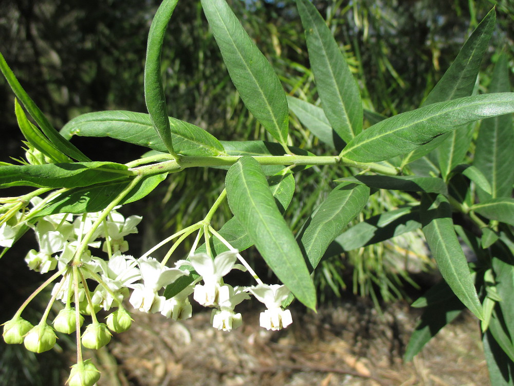 Изображение особи Gomphocarpus physocarpus.