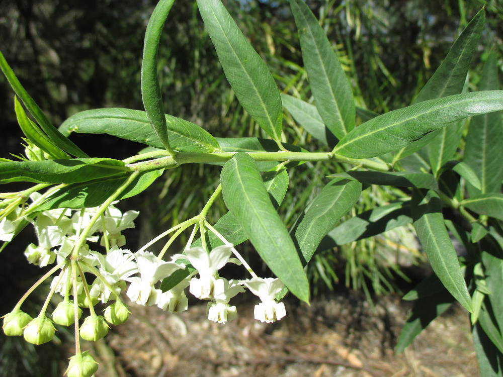 Image of Gomphocarpus physocarpus specimen.