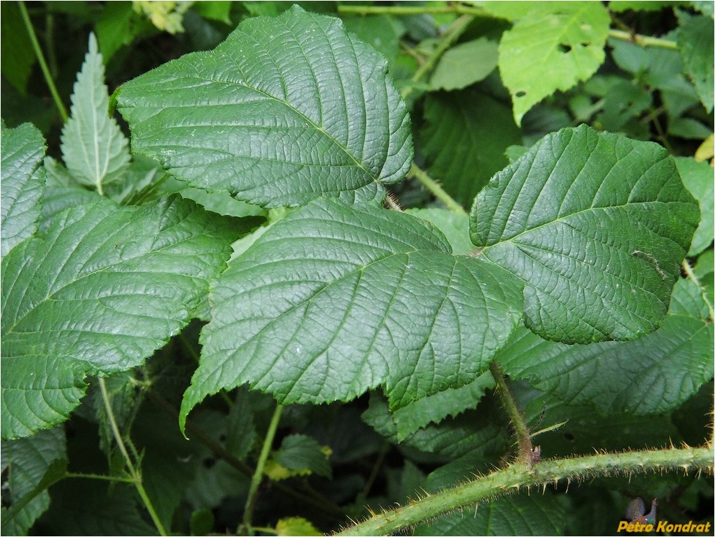 Изображение особи Rubus serpens.