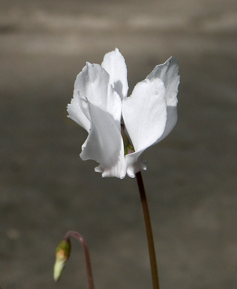 Изображение особи Cyclamen hederifolium.