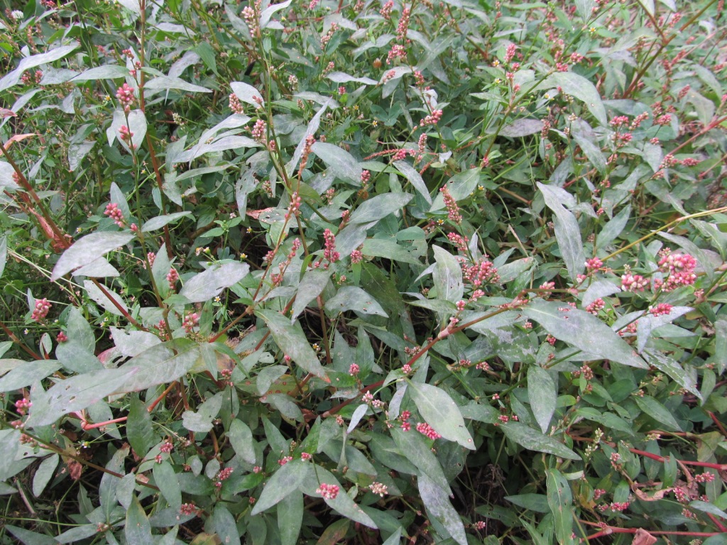 Image of Persicaria maculosa specimen.