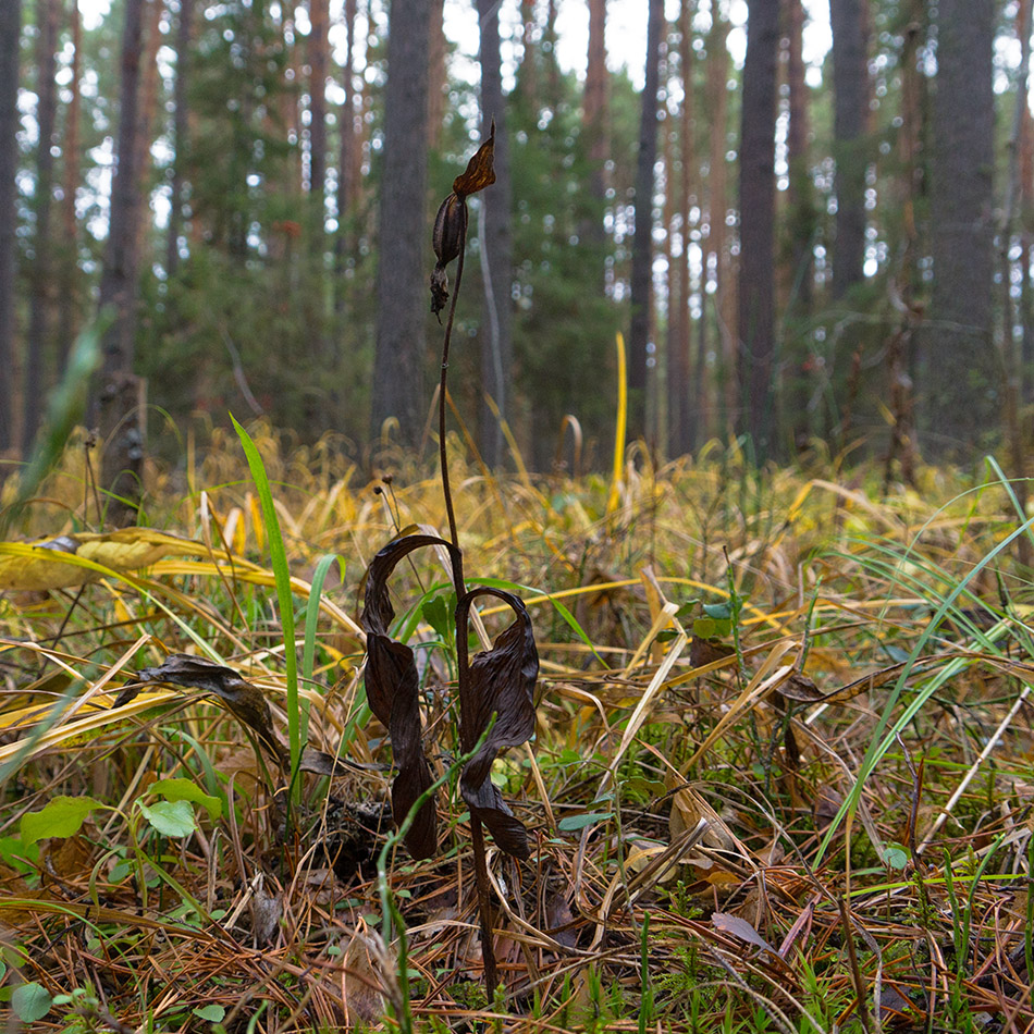 Image of Cypripedium guttatum specimen.