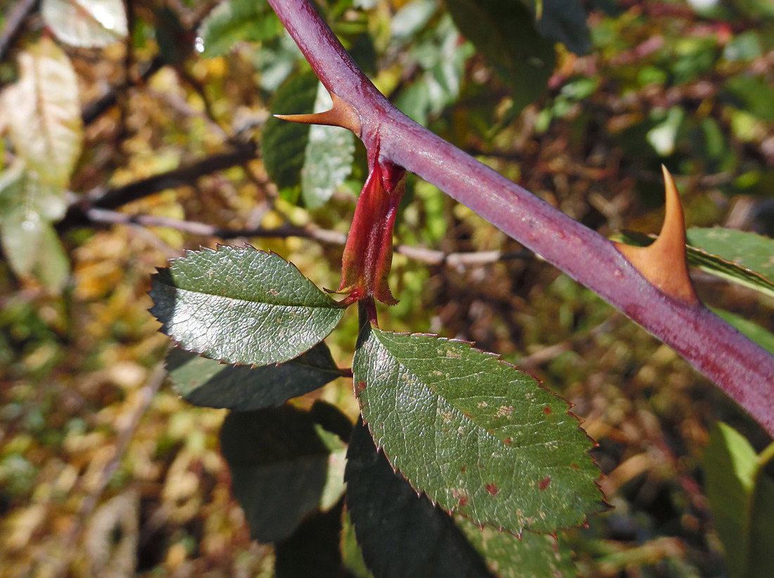 Image of Rosa canina specimen.