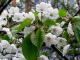 Cerasus avium. Часть ветки с соцветиями и листьями. Украина, Киев, Южная Борщаговка, ул. Булгакова, в культуре. 29 апреля 2010 г.