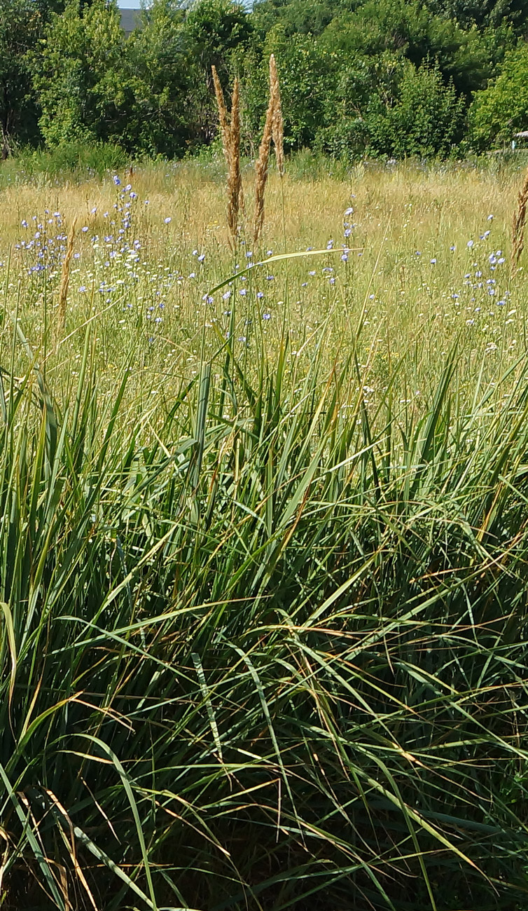 Изображение особи род Calamagrostis.