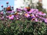 Symphyotrichum novae-angliae