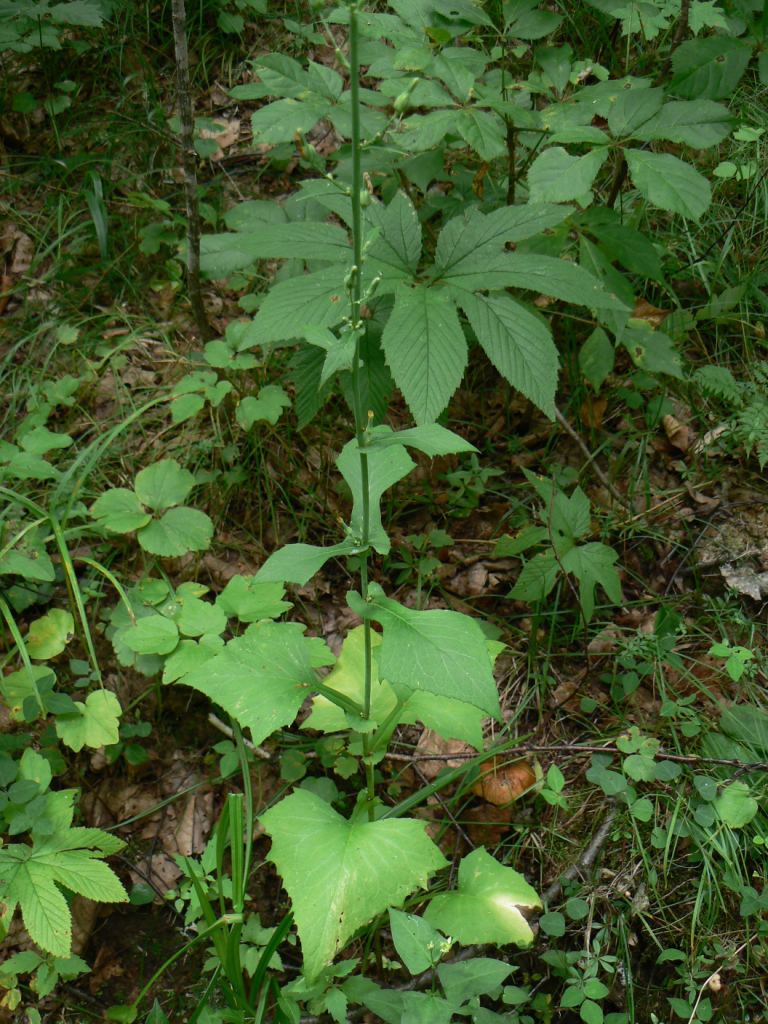 Image of Lactuca triangulata specimen.