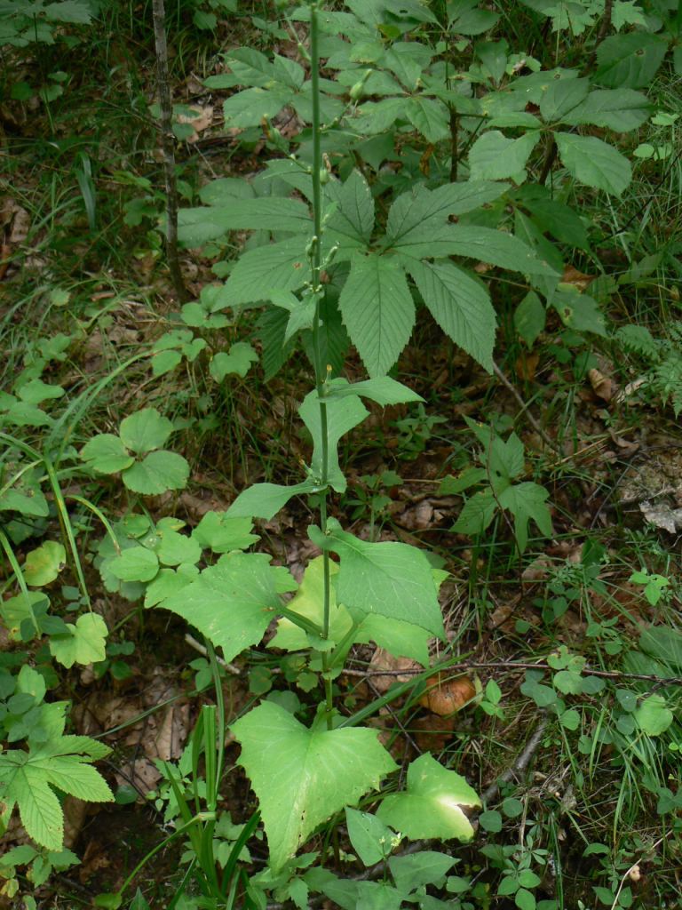 Изображение особи Lactuca triangulata.