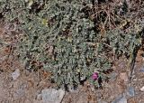 Onobrychis echidna. Верхушки побегов и цветок. Таджикистан, Фанские горы, перевал Лаудан, ≈ 3600 м н.у.м., сухой склон. 04.08.2017.