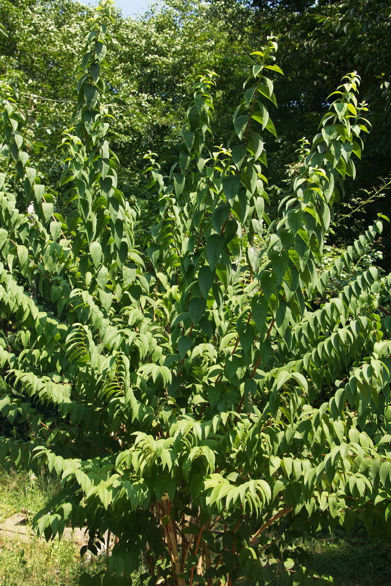 Image of genus Deutzia specimen.