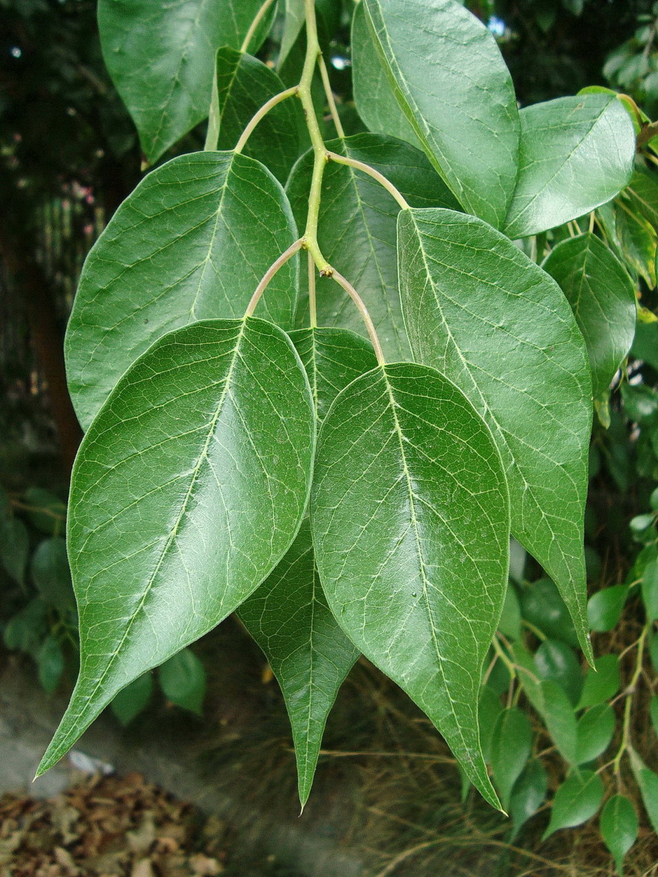 Изображение особи Maclura pomifera.