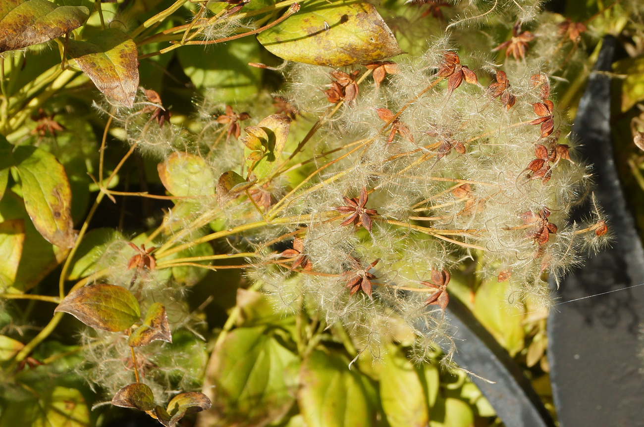 Изображение особи Clematis mandshurica.