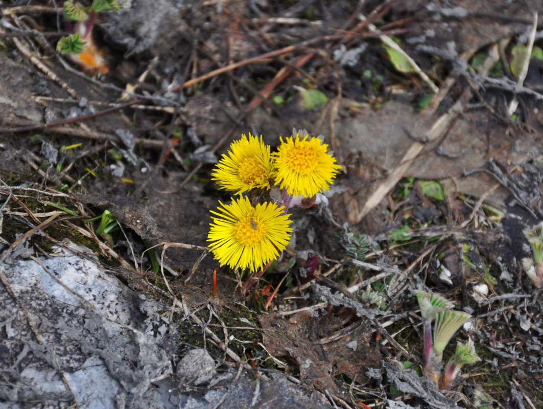 Image of Tussilago farfara specimen.