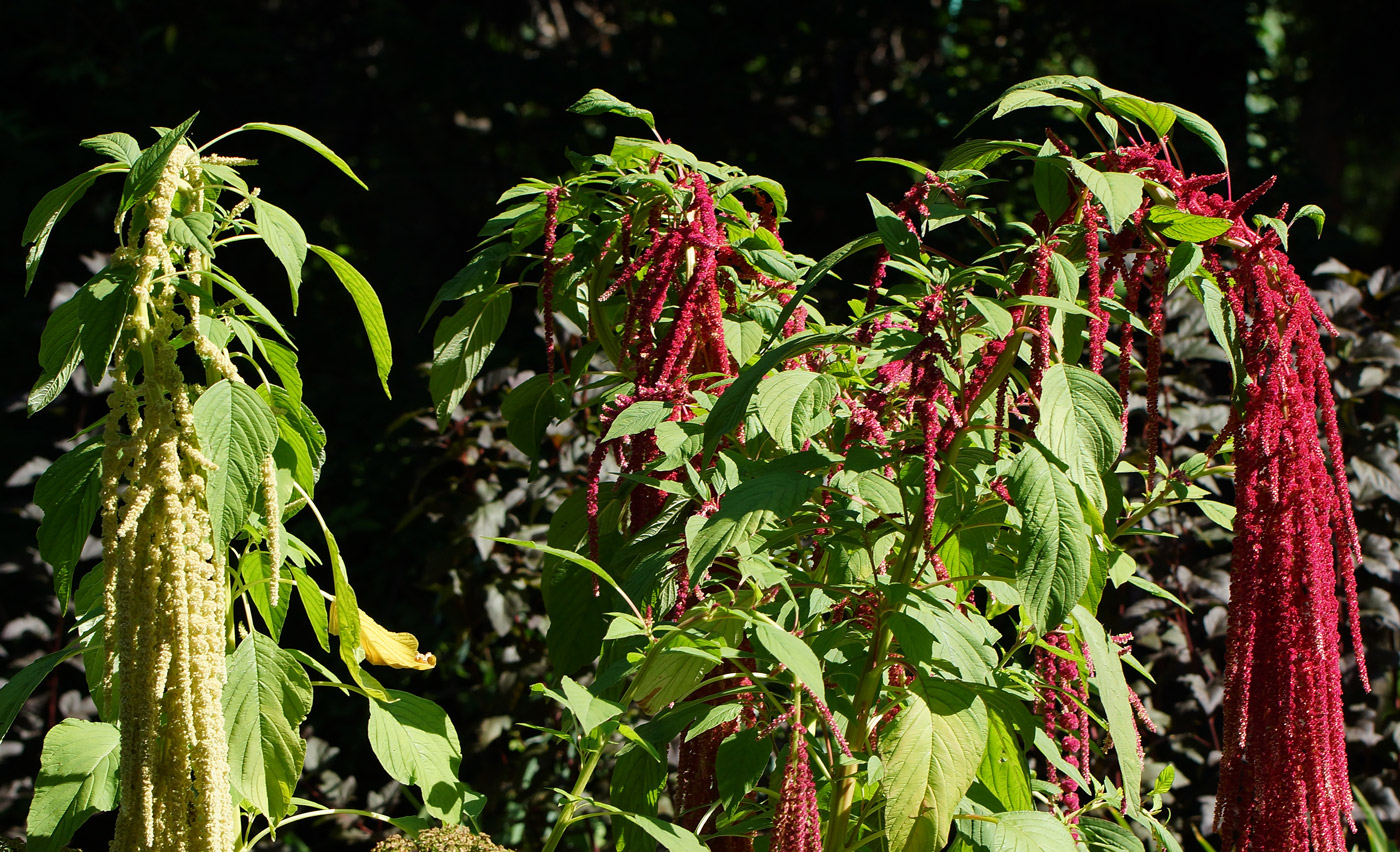 Изображение особи Amaranthus caudatus.