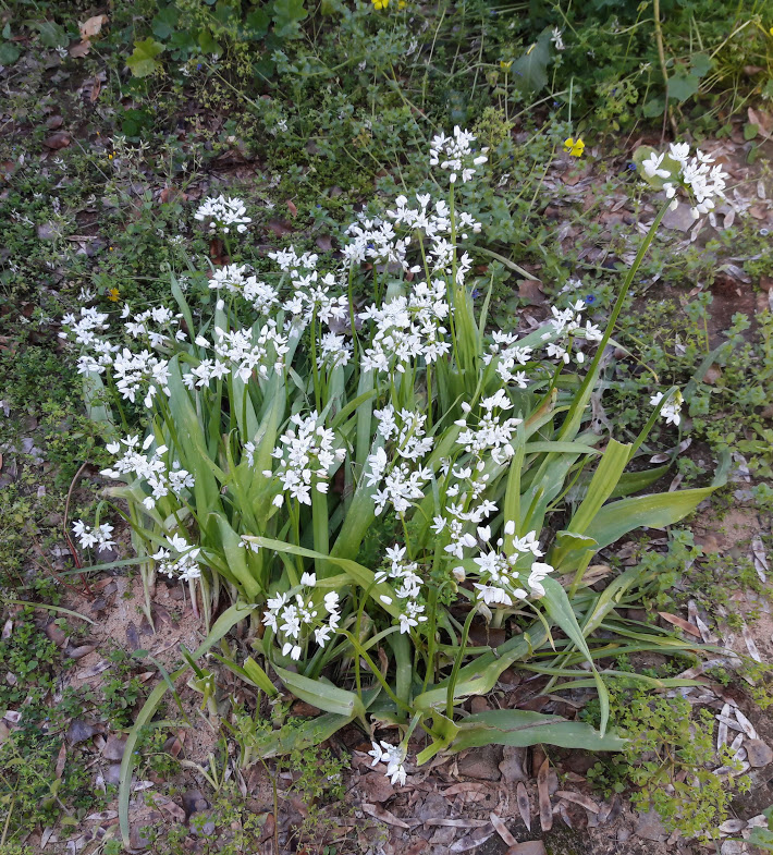 Изображение особи Allium neapolitanum.