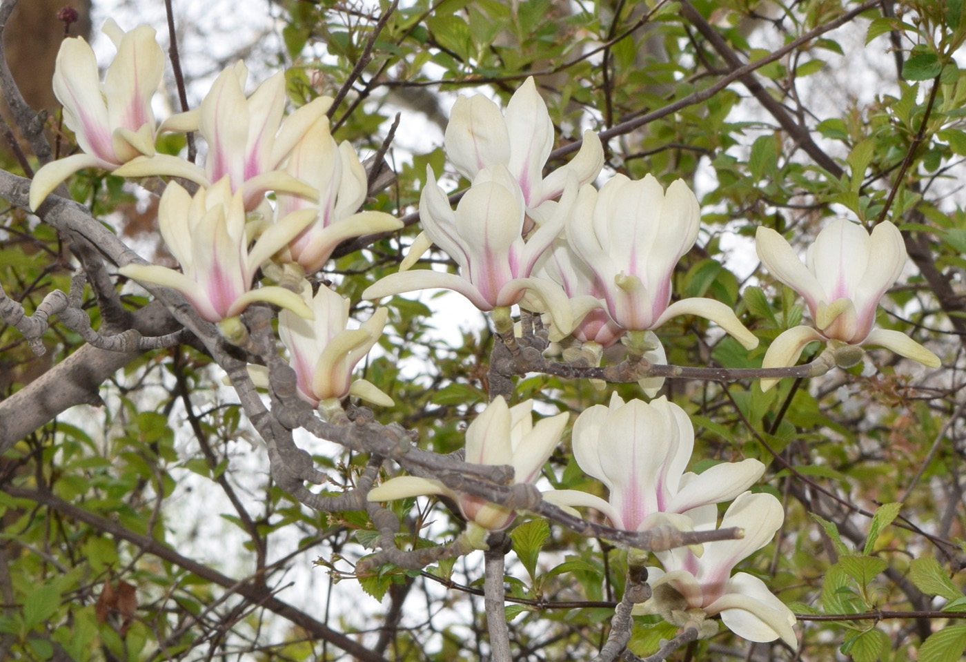 Image of Magnolia denudata specimen.