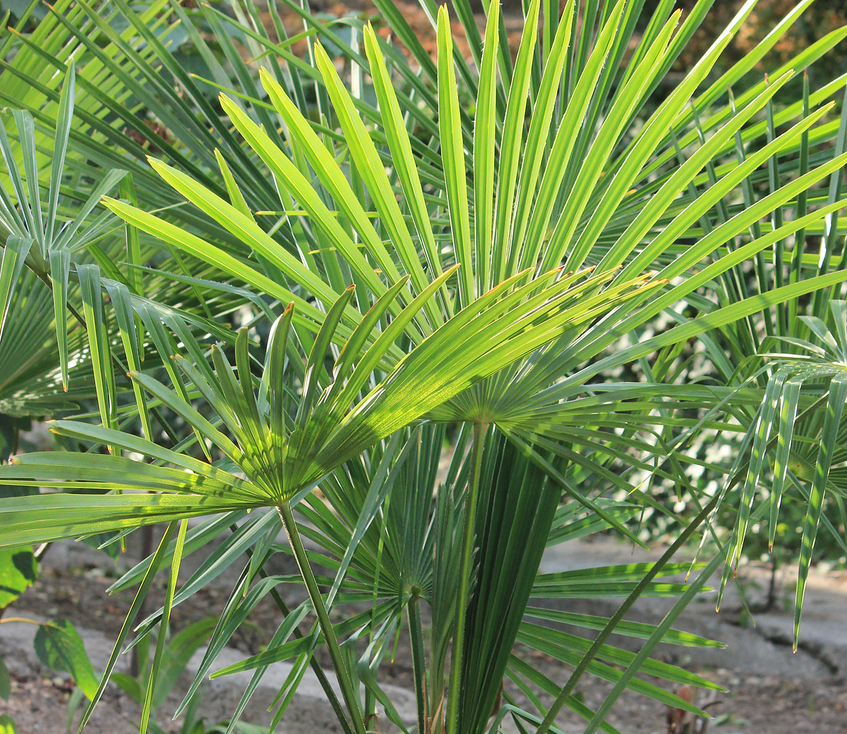 Изображение особи Trachycarpus takil.