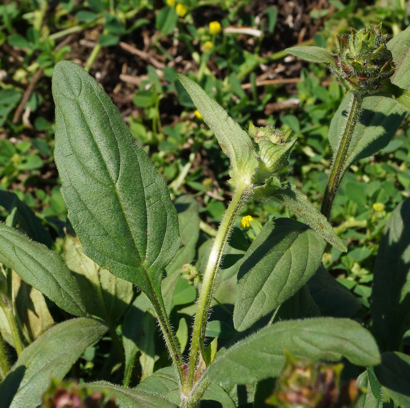 Image of Prunella grandiflora specimen.