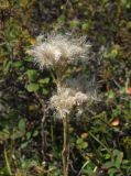 Antennaria dioica