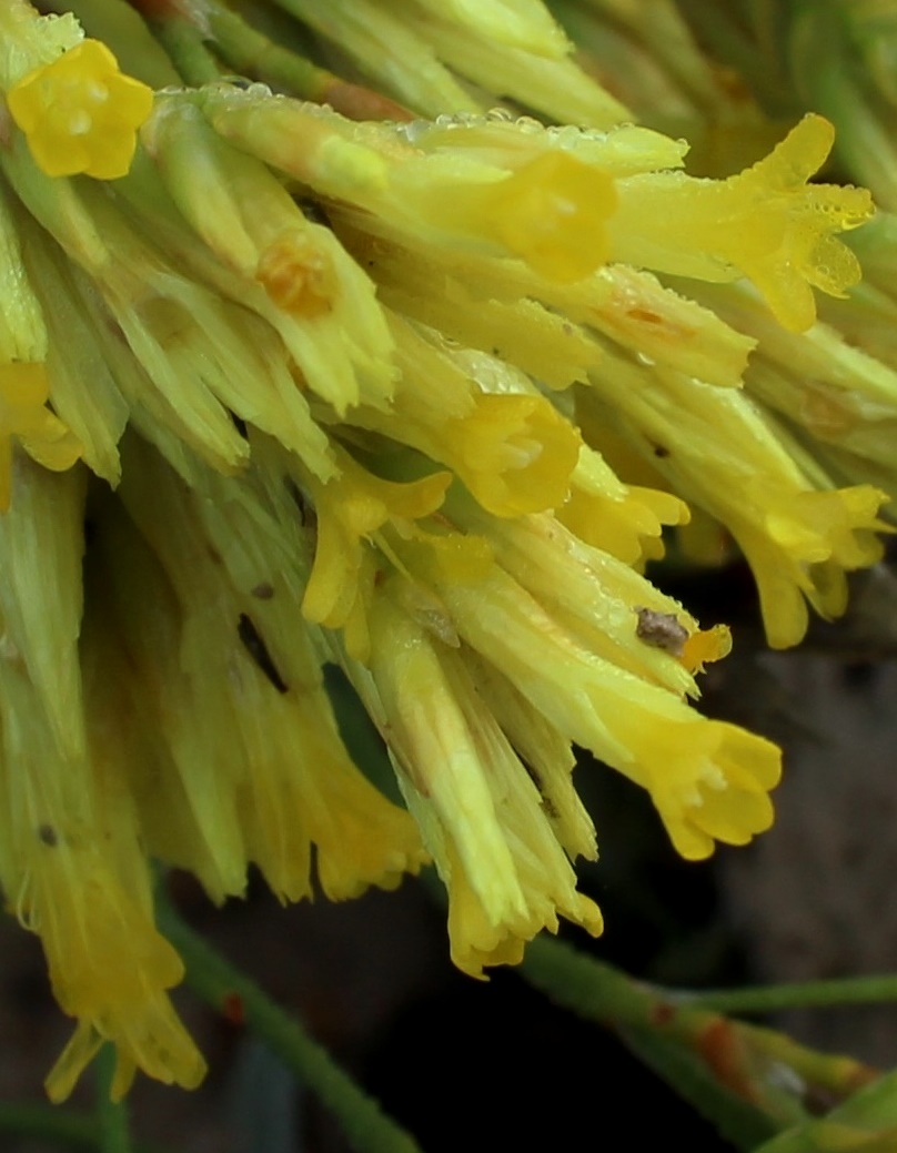 Image of Limonium chrysocomum specimen.