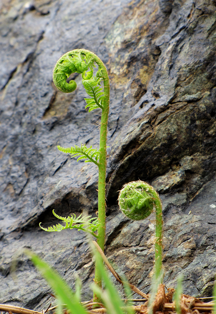 Изображение особи Dryopteris mindshelkensis.