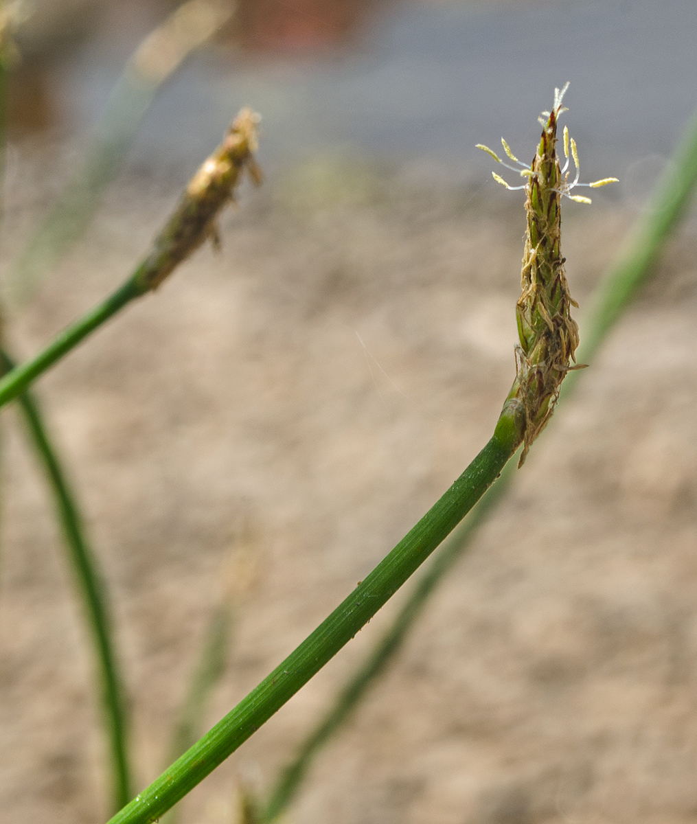 Image of genus Eleocharis specimen.