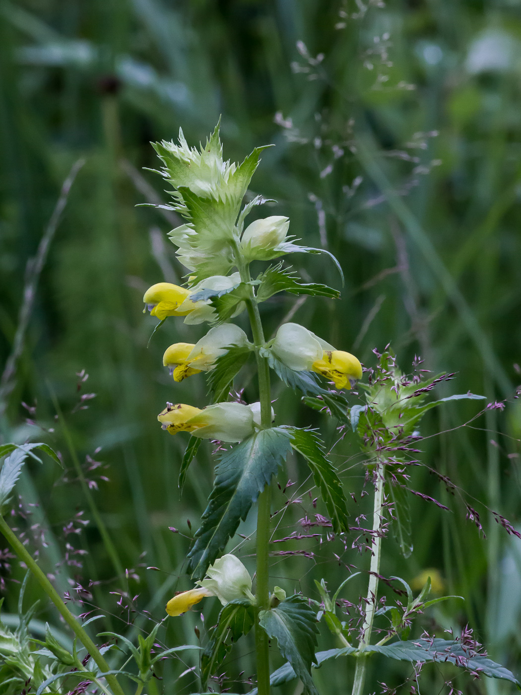 Изображение особи род Rhinanthus.