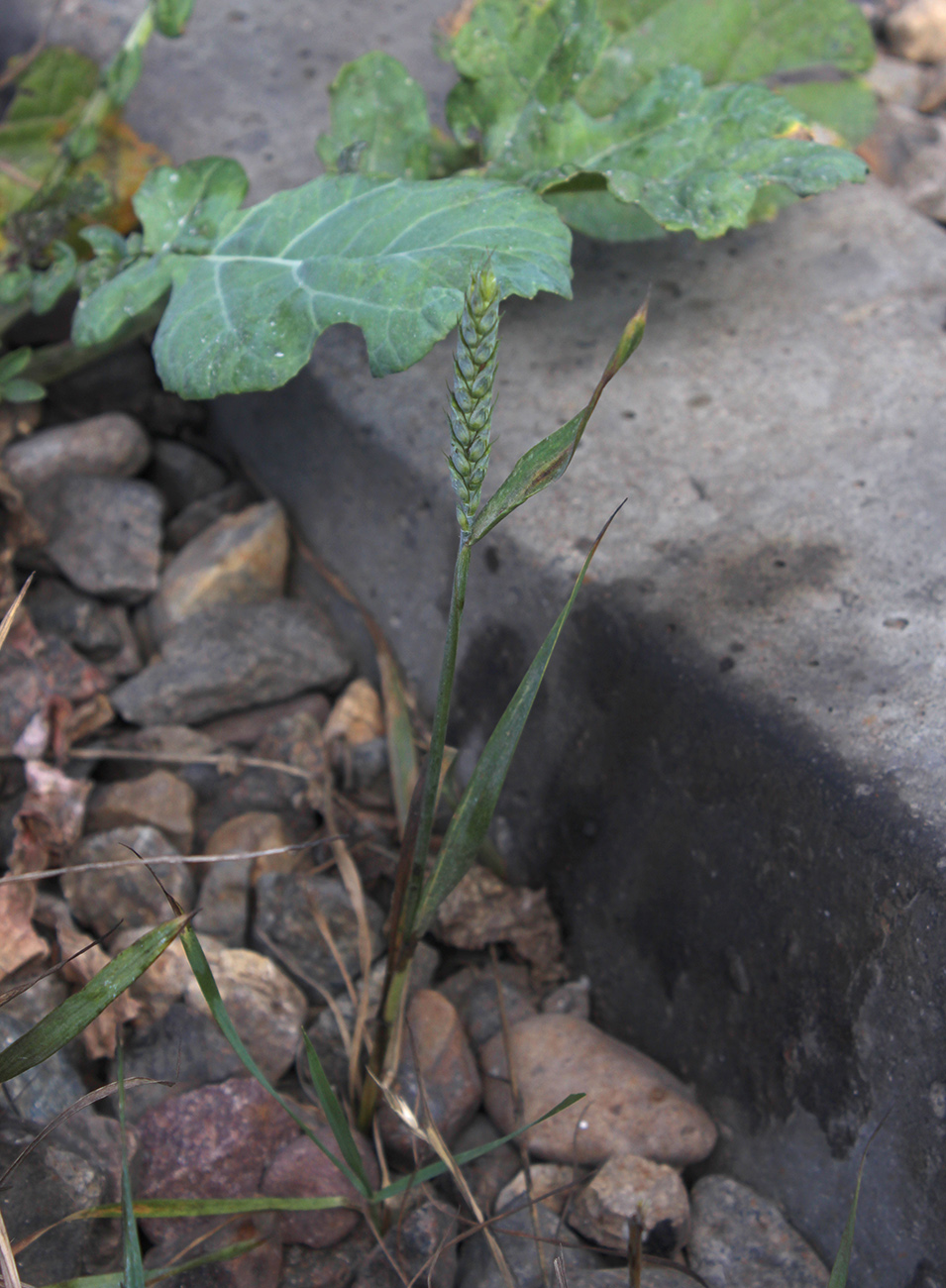 Image of Triticum aestivum specimen.