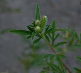 Ambrosia artemisiifolia