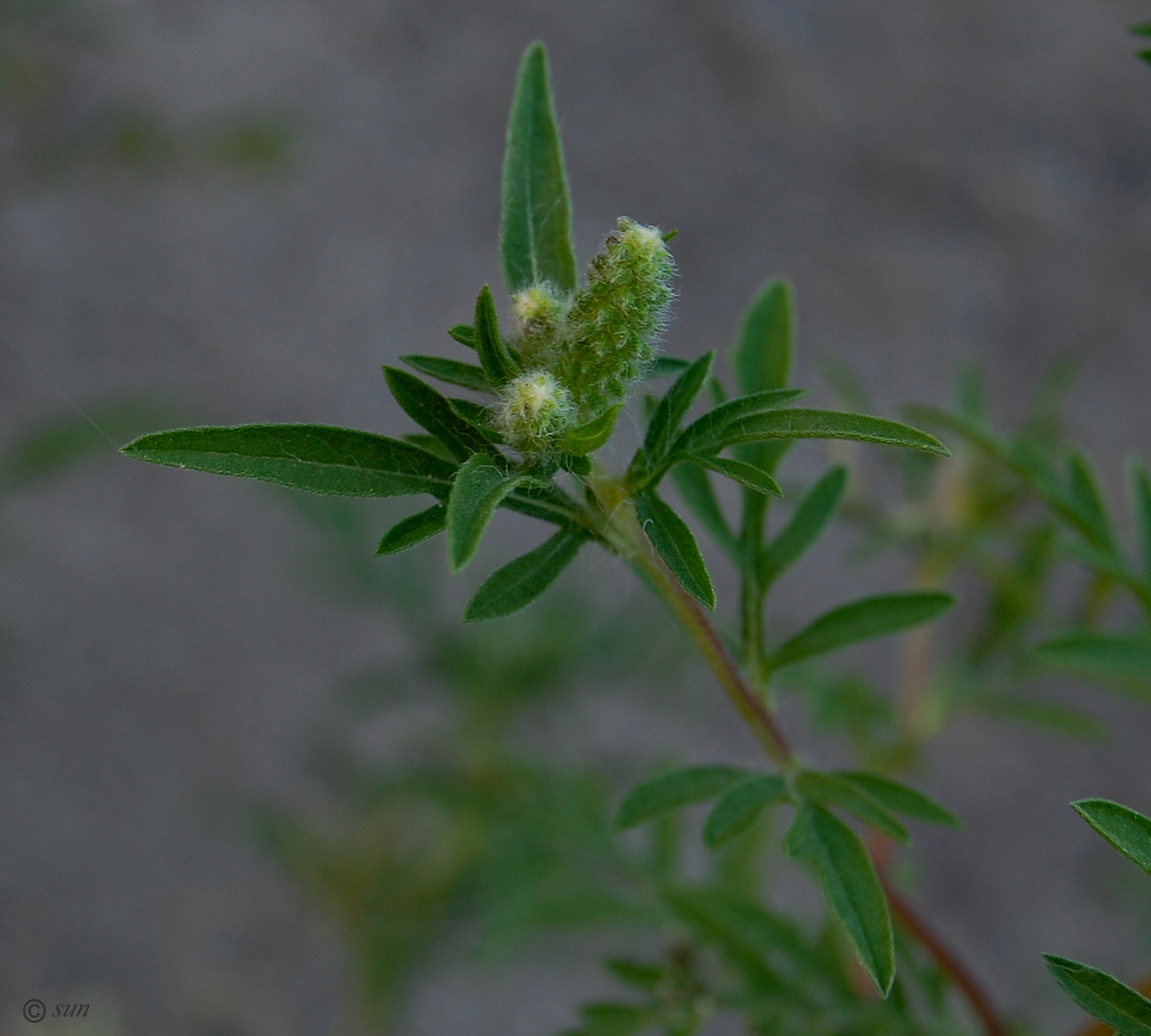 Image of Ambrosia artemisiifolia specimen.