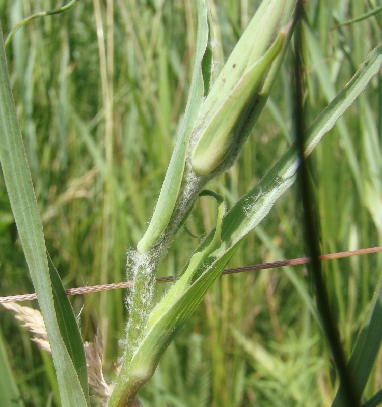 Image of Tragopogon dubius ssp. desertorum specimen.