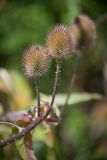 Dipsacus fullonum. Верхушки побегов с соплодиями. Санкт-Петербург, ботанический сад БИН РАН им. В. Л. Комарова. 16.08.2018.