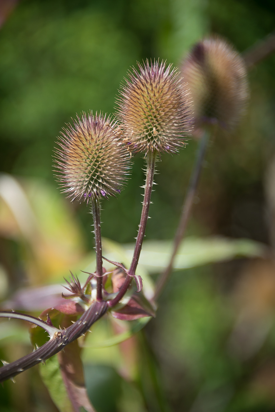 Image of Dipsacus sativus specimen.