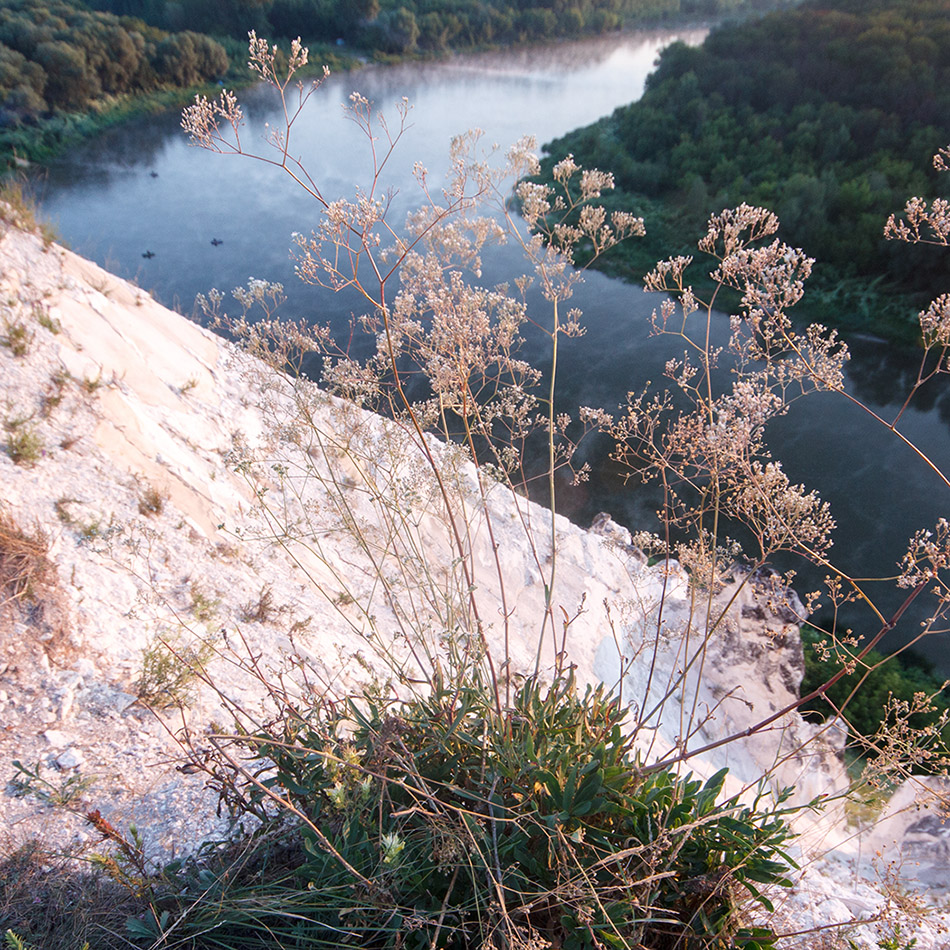 Image of Gypsophila altissima specimen.