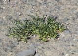 Zygophyllum rosowii. Плодоносящее растение. Таджикистан, Горно-Бадахшанская автономная обл., Мургабский р-н, окр. сельской общины (кишлака) Каракуль; Восточный Памир, денудационный шлейф западного макросклона Сарыкольского хребта, восточный берег оз. Каракуль; верхний пояс пустошных солончаков (высокогорная галофитная пустыня) на сползающих в озёрную котловину продуктах эрозии, выс. 3930 м н.у.м. 16 августа 2018 г.