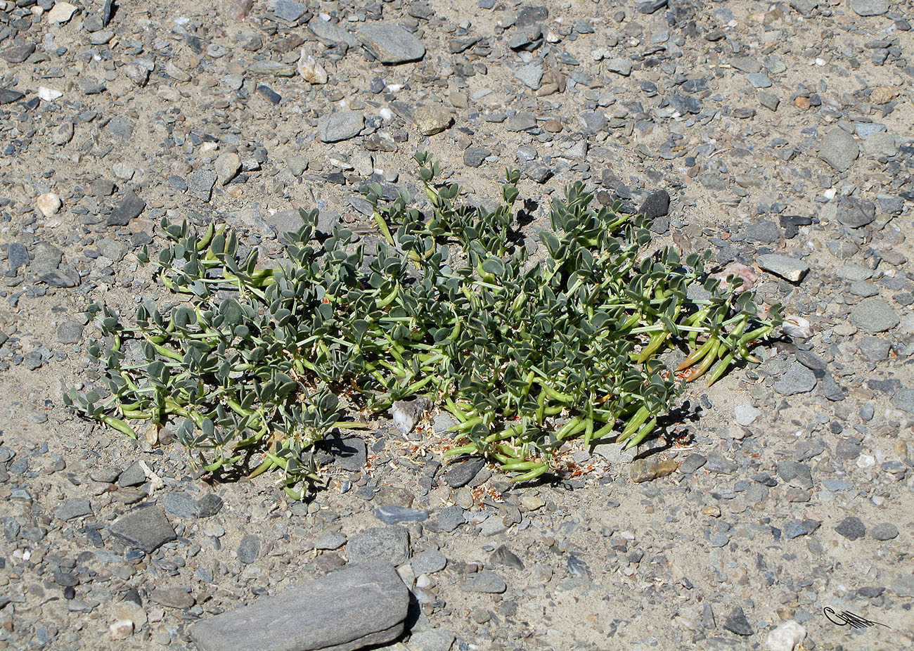 Изображение особи Zygophyllum rosowii.