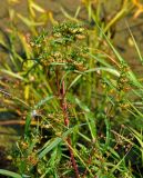 Bidens cernua