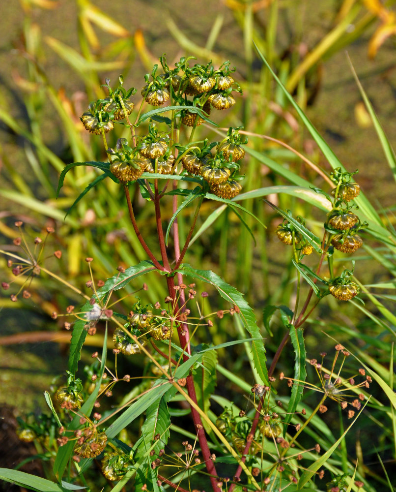 Image of Bidens cernua specimen.