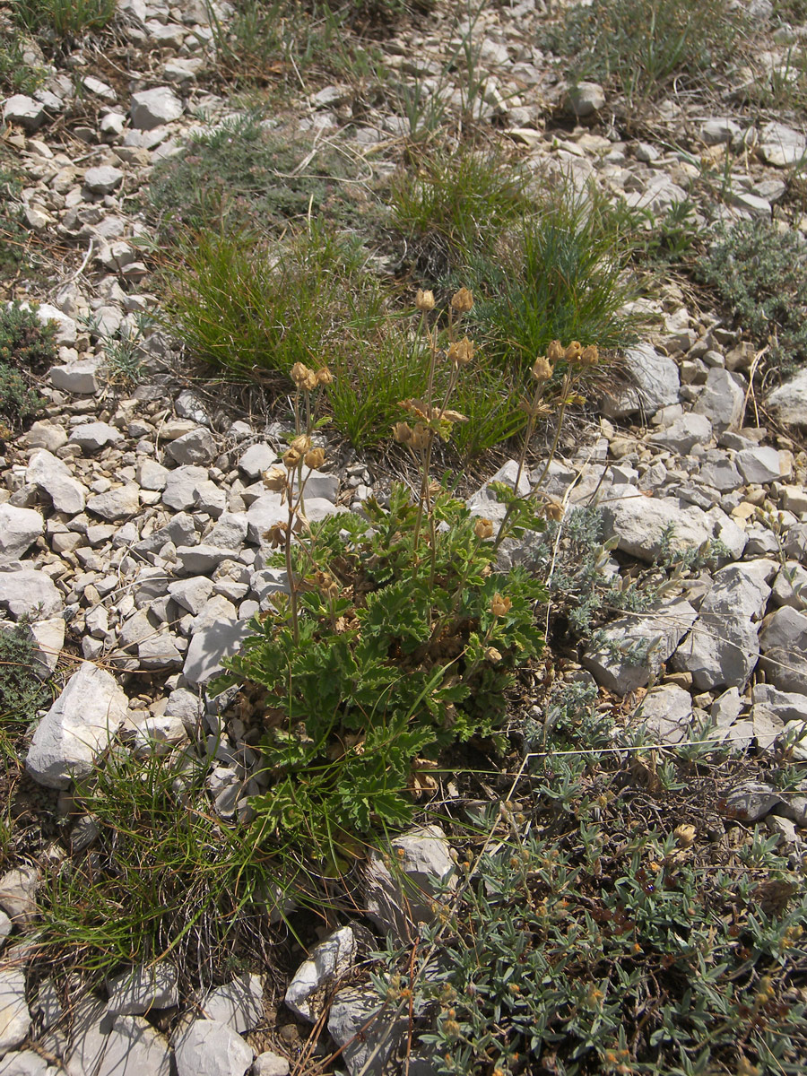 Изображение особи Potentilla geoides.